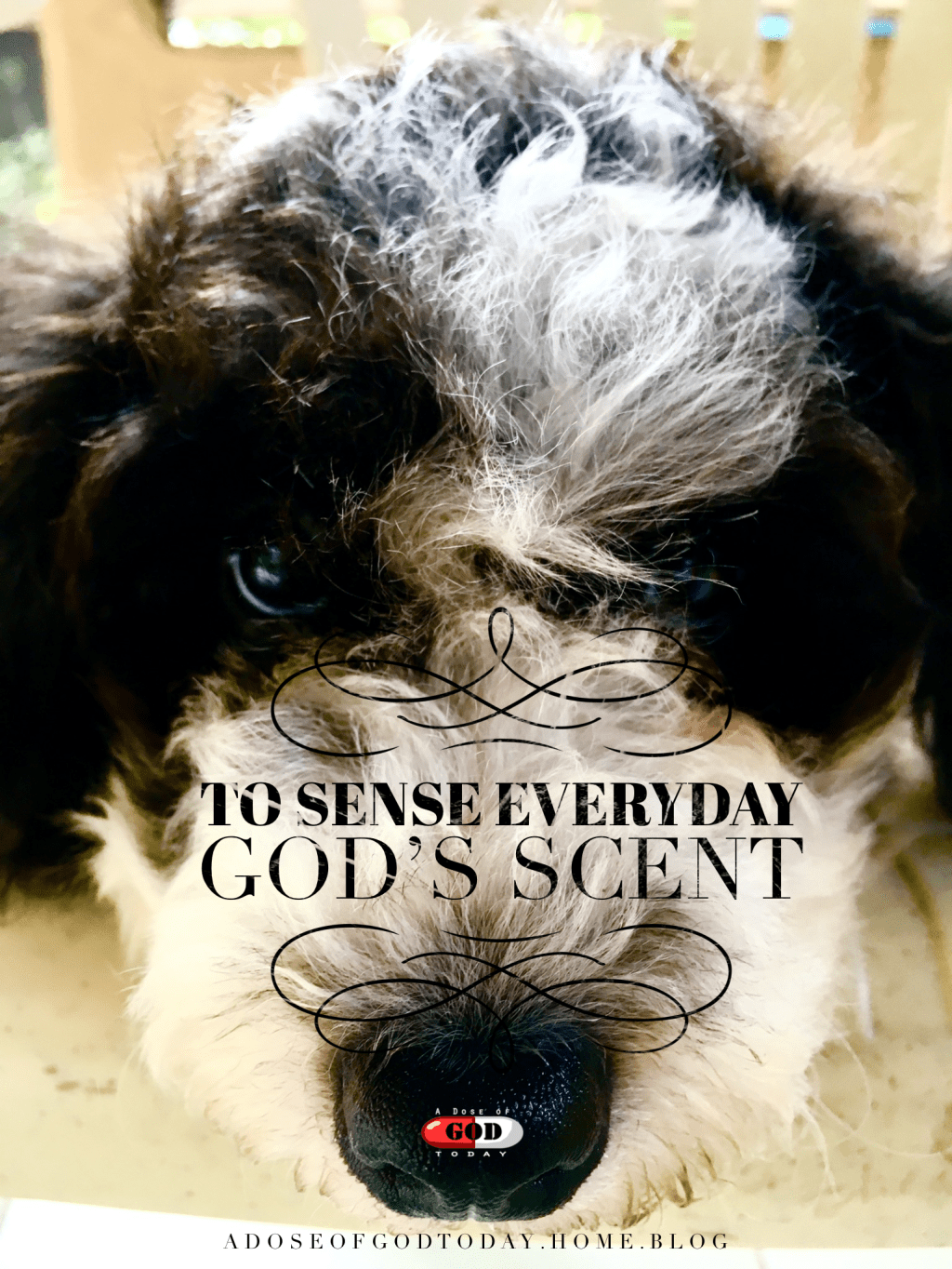To sense everyday of God’s&nbsp;scent